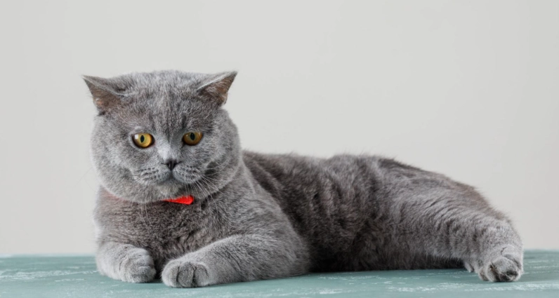 英國短毛貓適合家庭 英國短毛貓適合家庭