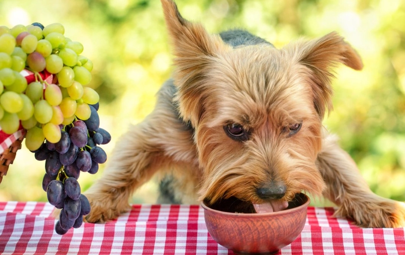 狗不能吃葡萄？獸醫詳解中毒原因、急救步驟與預防方法