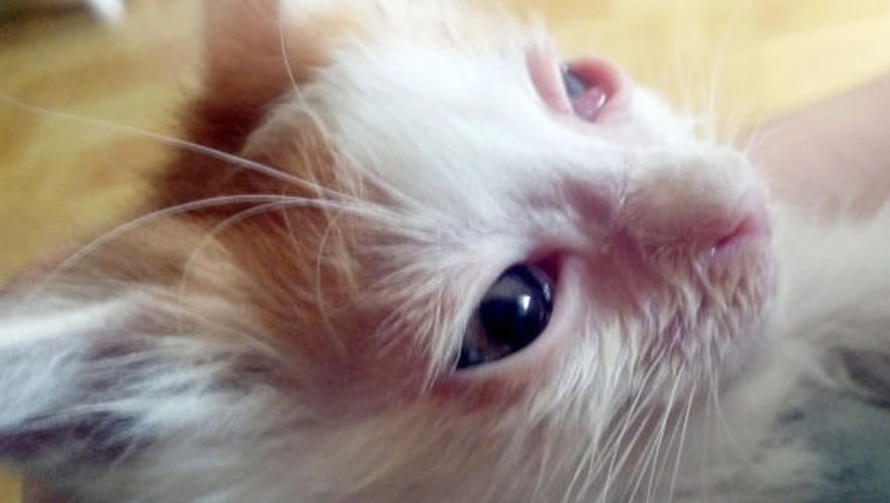 貓葡萄膜炎 治療時間 貓葡萄膜炎 治療時間