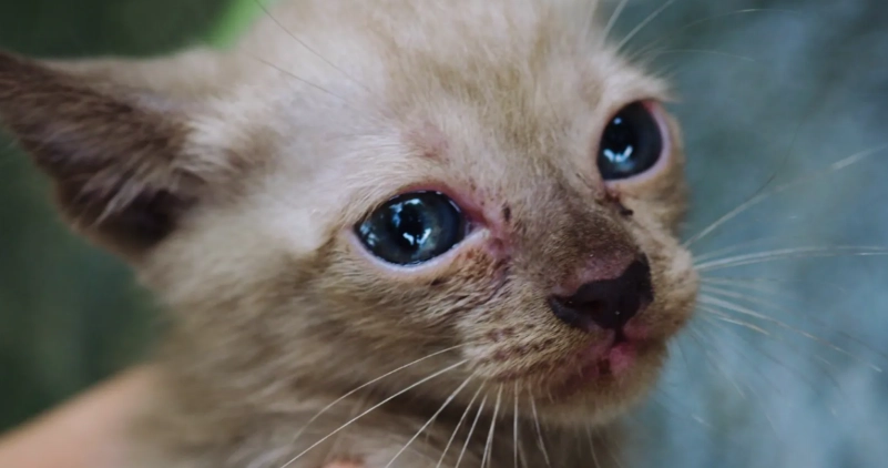 貓咪流眼淚打噴嚏怎麼辦？獸醫教你分辨原因與居家處理