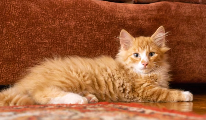 貓毛蓬鬆養護全攻略：打造天鵝絨般觸感的三大關鍵