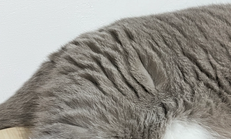 貓毛護理飲食 貓毛護理飲食