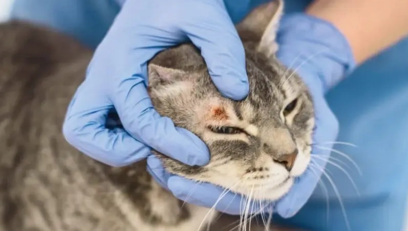 貓癬治療方法 貓癬治療方法