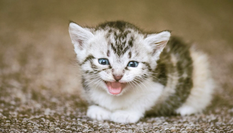 幼貓關籠一直叫怎麼辦？獸醫親授5個安撫技巧與原因分析