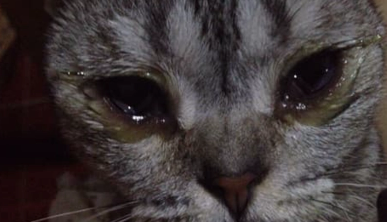 貓咪眼睛發炎 貓咪眼睛發炎