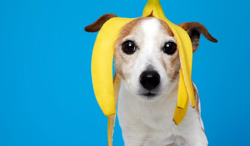 狗狗可以吃香蕉皮嗎？獸醫解析安全餵食法與風險注意事項
