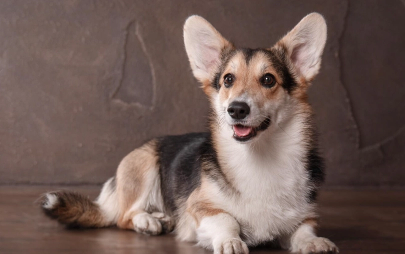潘布魯克威爾斯柯基犬 飼養