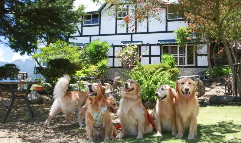 花蓮寵物友善景點 花蓮寵物友善景點