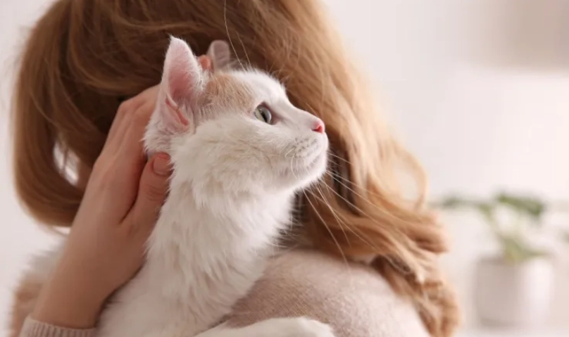 貓行為訓練 貓行為訓練