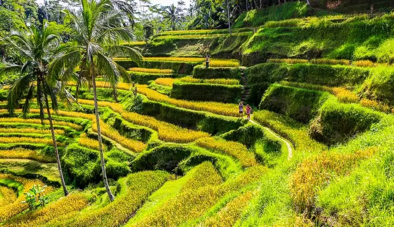 烏布梯田 烏布梯田