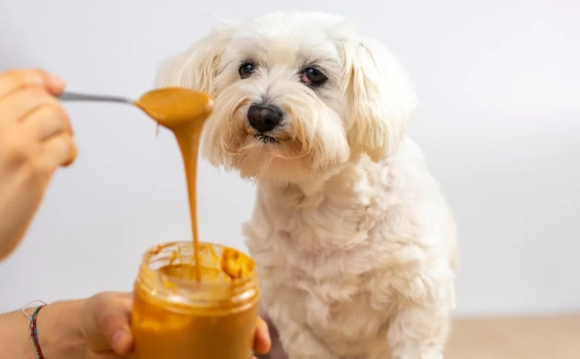 狗狗能吃花生醬嗎？獸醫解析成分、風險與安全餵食指南
