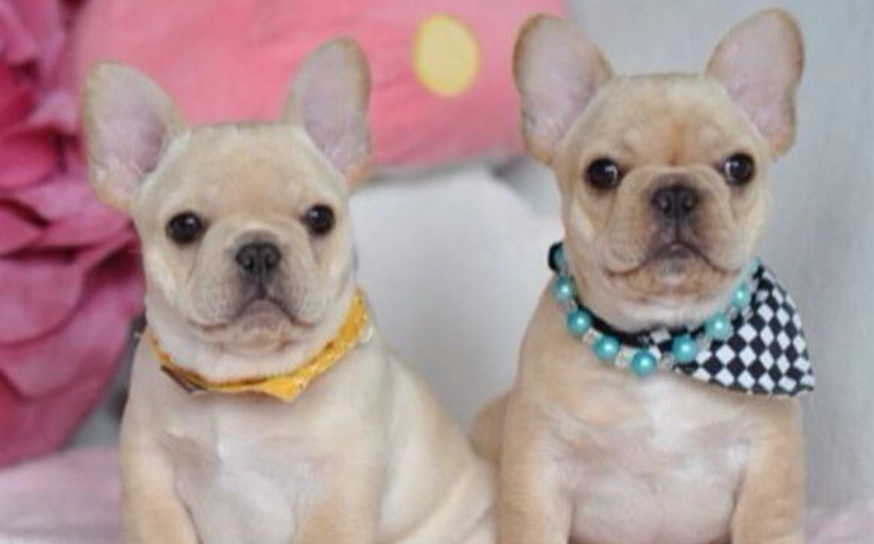 鬥牛犬品種比較 鬥牛犬品種比較