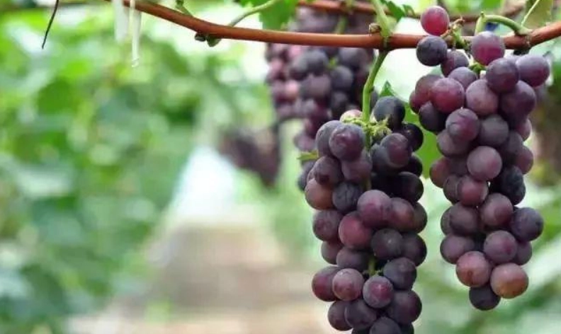 葡萄結果期管理