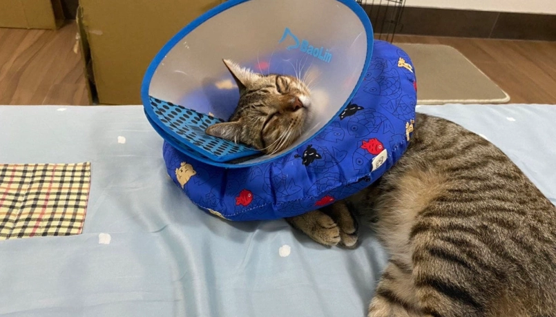 公貓結紮頭套戴不住？獸醫教你3招讓貓咪乖乖戴好