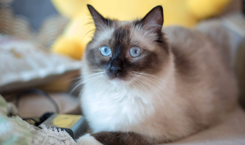 布偶貓 優點 布偶貓 優點