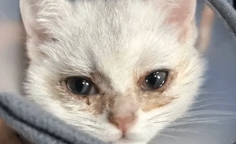 貓咪眼睛發炎 貓咪眼睛發炎