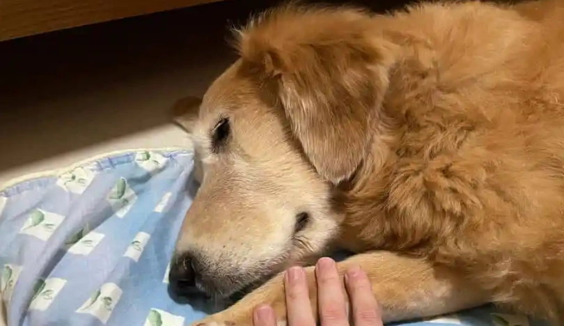 狗狗彌留狀態多久？獸醫與資深飼主分享臨終時間判斷與陪伴指南