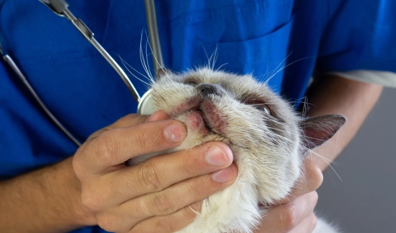 貓癬藥膏比較 貓癬藥膏比較