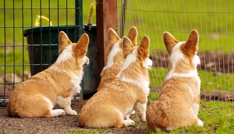 柯基犬 價格 台灣