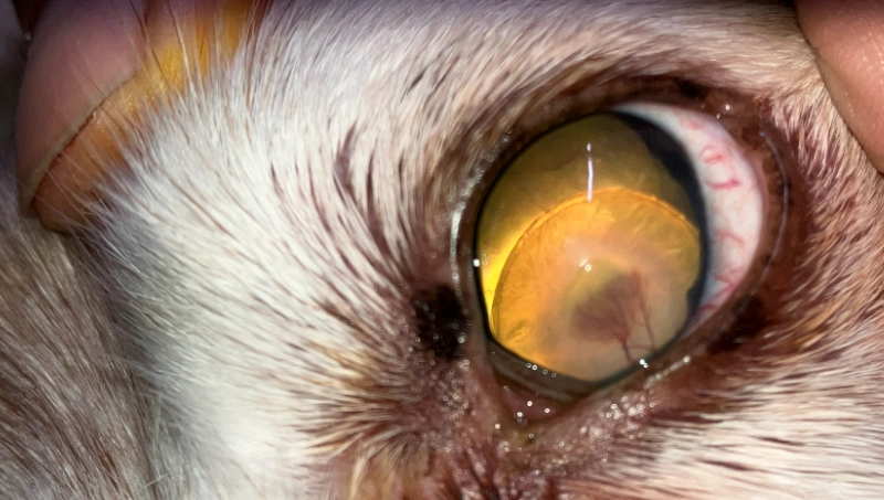 貓 眼睛發炎 多久會好 貓 眼睛發炎 多久會好