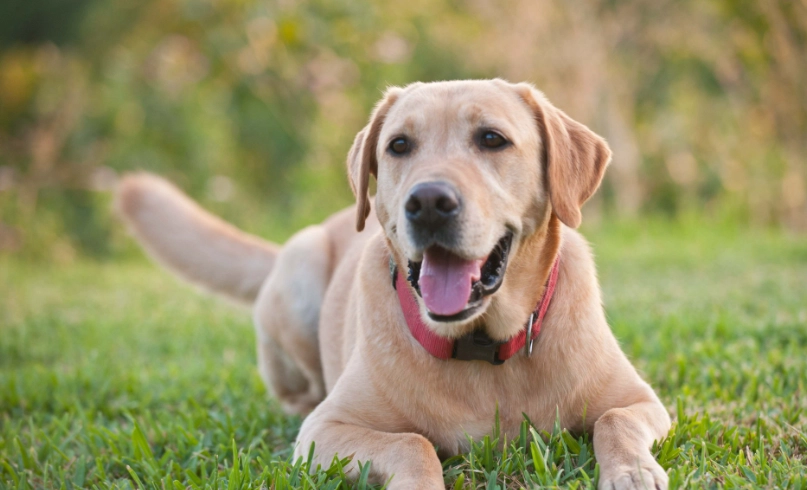 拉布拉多飼養指南