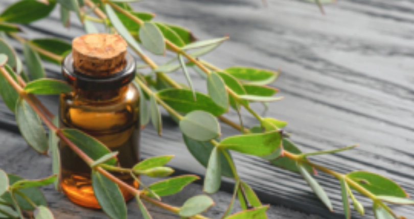 尤加利精油 睡眠 尤加利精油 睡眠