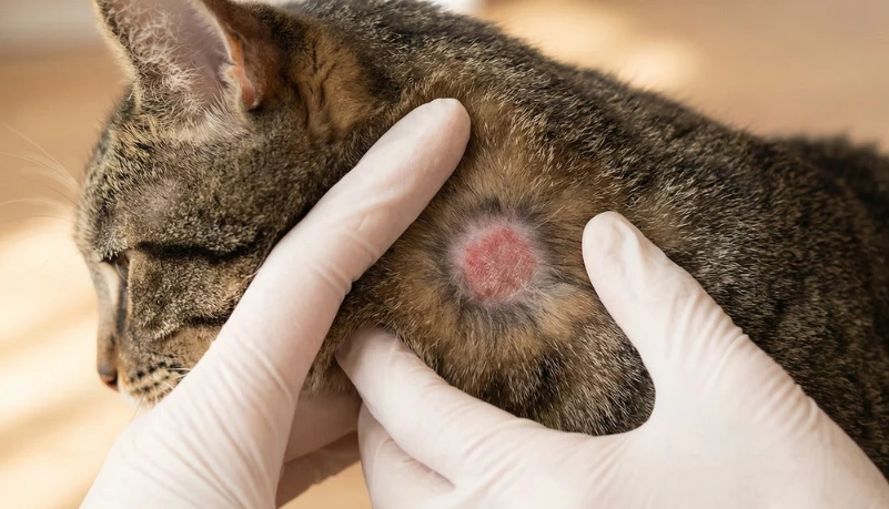 貓癬治療方法 貓癬治療方法