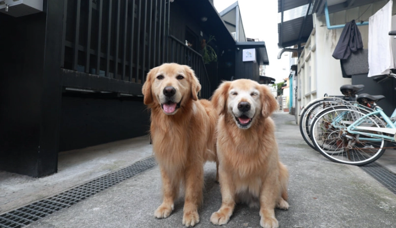 花蓮寵物友善景點 花蓮寵物友善景點