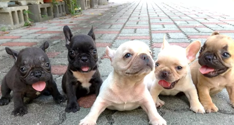 法鬥英鬥哪個好養 法鬥英鬥哪個好養