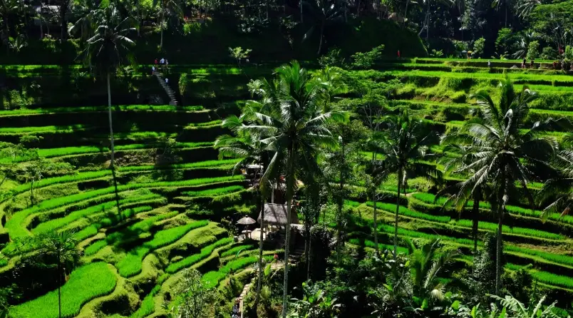 峇里島梯田 峇里島梯田