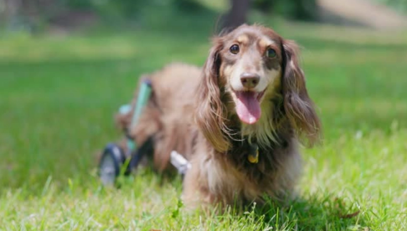 臘腸狗飼養困難 臘腸狗飼養困難