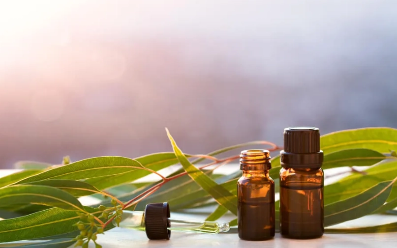 尤加利精油助眠指南：從新手到行家的完整使用心法