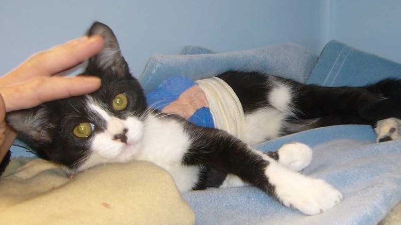 貓咪結紮關多久？公貓母貓隔離時間與照顧全攻略