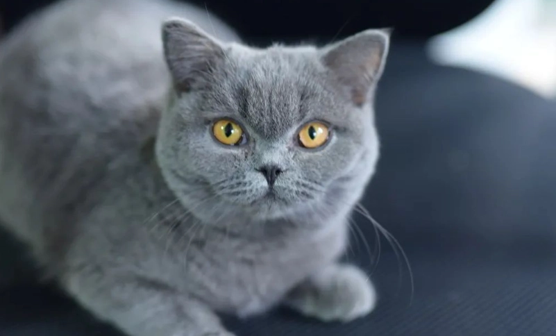 英短貓好養嗎 英短貓好養嗎