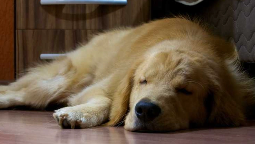 狗快死了怎麼辦