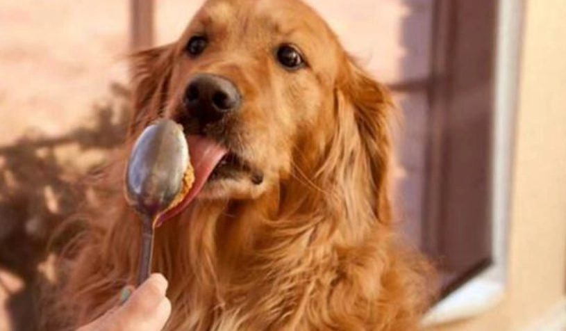 狗狗 花生醬 狗狗 花生醬