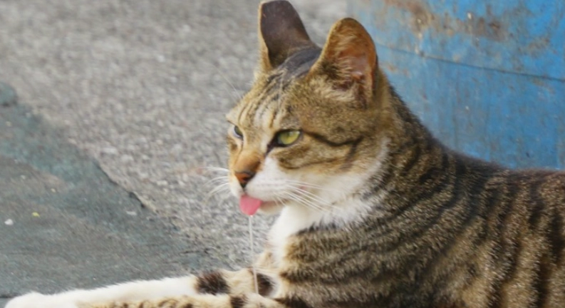 貓咪一直吐舌頭流口水？獸醫解析6大原因與緊急處理步驟