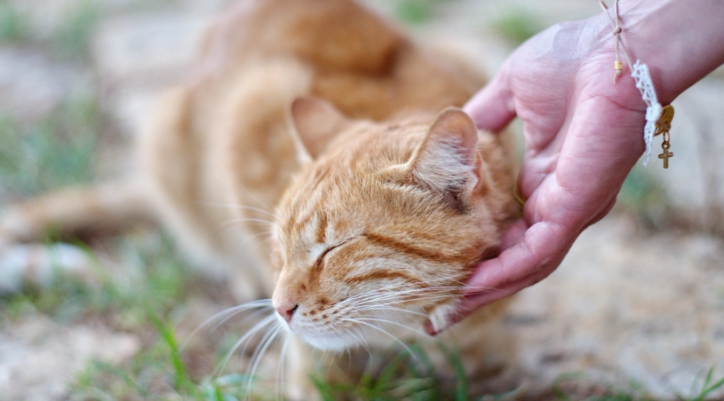 貓行為訓練 貓行為訓練