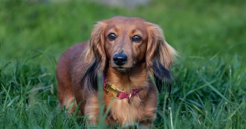 臘腸狗飼養困難 臘腸狗飼養困難