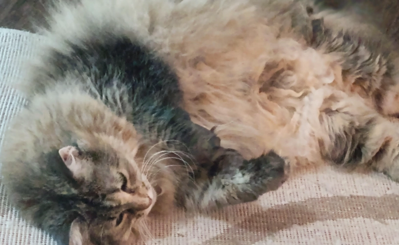 貓毛梳理工具 貓毛梳理工具