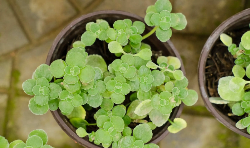 碰碰香照顧技巧 碰碰香照顧技巧