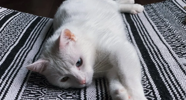 貓咪過世前兆 貓咪過世前兆