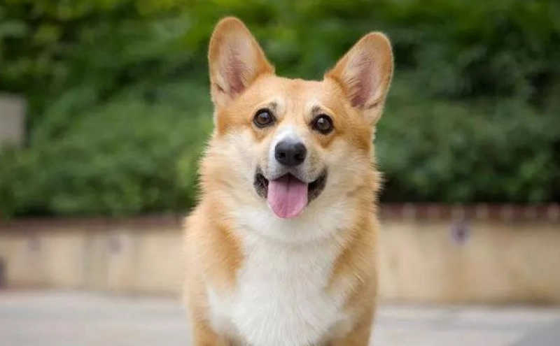 潘布魯克威爾斯柯基犬 飼養