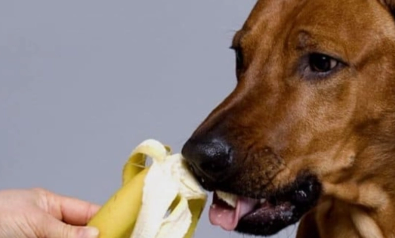 寵物 飲食 安全