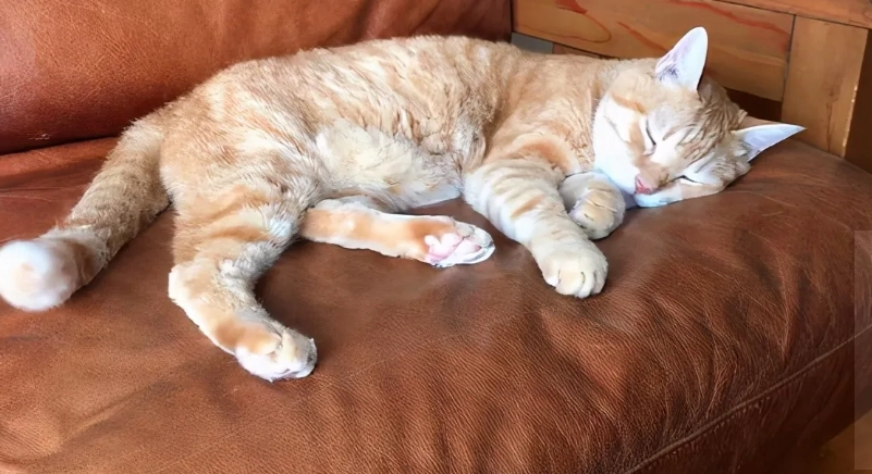 貓臨終徵兆 貓臨終徵兆