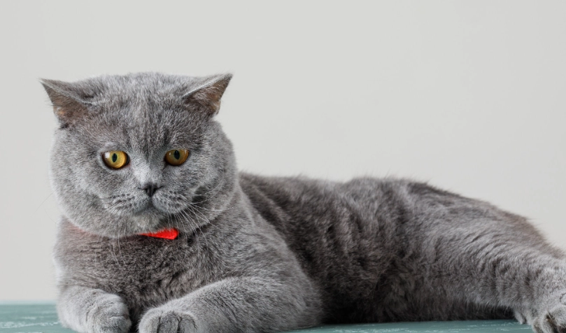 英國短毛貓平均壽命