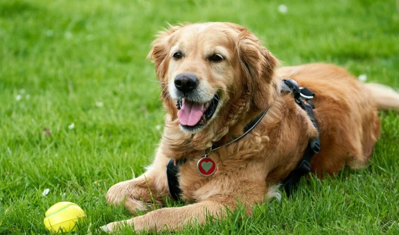 黃金獵犬飼養 黃金獵犬飼養