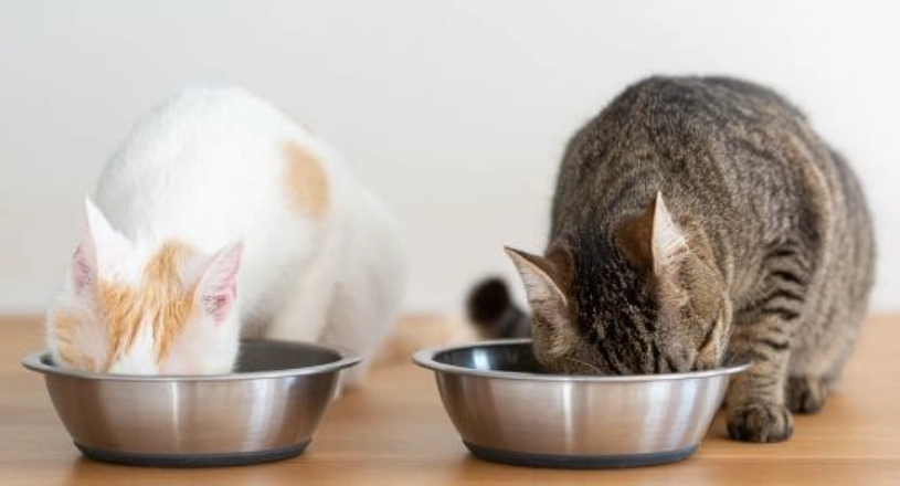 貓咪一天吃多少熱量？計算公式、餵食指南與常見誤區全解析