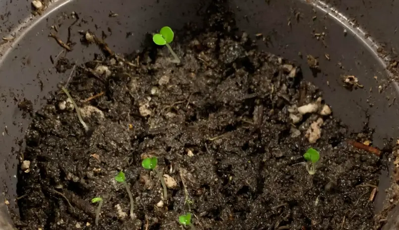 貓薄荷種子不發芽