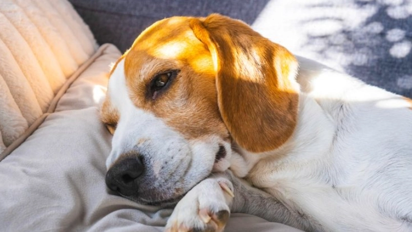 狗狗睡覺翻白眼